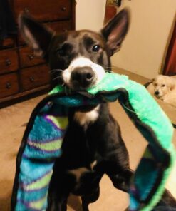 Outward Hound Durablez Tough Plush Squeaky Dog Toy, Snake, Blue, XL Blue Snake 38 71l9b4HmdYL