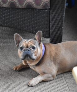 Nutramax Proviable Digestive Health Supplement Multi-Strain Probiotics and Prebiotics for Cats and Dogs - with 7 Strains of Bacteria, 80 Capsules 80 Count 39 71lA21acTjL