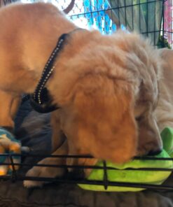 Humane Dog Bark Collar 2 Pack | Anti Barking Training Collar | Vibrating, No Shock Stop Barking for Small Medium Large Dogs | Excessive Barking Pet Corrector, (Battery) Orange & Blue Battery 43 71lAu5cF4SL