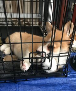 MidWest Homes for Pets Newly Enhanced Double Door iCrate Dog Crate, Includes Leak-Proof Pan, Floor Protecting Feet, Divider Panel & New Patented Features 36 inch (Pack of 1) 46 71lBtsGUH L