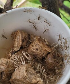 Praying Mantis (5) Egg Cases with Habitat Cup- 5 Egg Cases & 1,500 Live Ladybugs 35 71lC0N4JPL 2