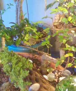 9GreenBox Chinese Elm Bonsai Tree Style 8 77 71lEP20uZ8L 1