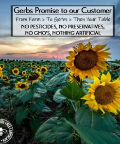 Jumbo Unsalted Sunflower Seeds In Shell by Gerbs – 2 LBS - Top 14 Food Allergen Free & NON GMO - Premium Dry Roasted Whole Sunflower Seed Jumbo Unsalted 2 Pound (Pack of 1) 12 71lFRthkRjL 1