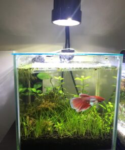 Marina CUBUS Glass Betta Kit – Elegant Glass Aquarium for Homes or Offices 36 71lG BHSZ4L