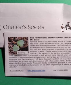 Onalee's Seeds Blue Porterweed, Stachytarpheta urticifolia, Seeds. Butterfly Magnet! Direct from The Grower in The USA! (24+ Seeds) 11 71lHIhgpC1L