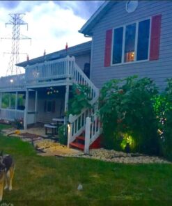 Velvet Queen Sunflower 50+ Seeds 6 71lLO0PycRL