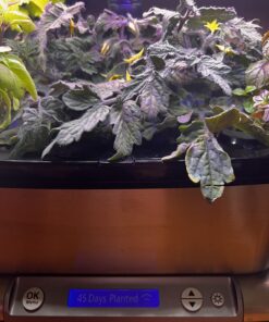 AeroGarden Red Heirloom Cherry Tomato Seed Pod Kit for AeroGarden Hydroponic Indoor Garden, 6-Pod 41 71lN5HenkBL