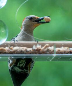 Large Clear Window Bird Feeder - Extended House with Strong Suction Cups - Steel Perch Sliding Feed Seed Tray - See Through Transparent Big Birdhouse - Wild Finch, Cardinal, Blue Jay - Cool Cat Gift 76 71lPCtgUttL