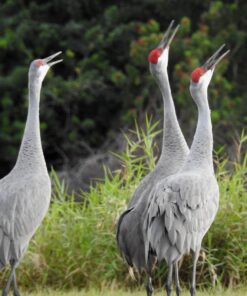 Nikon COOLPIX P900 Digital Camera (Black) 103 71lRtqiy0xL