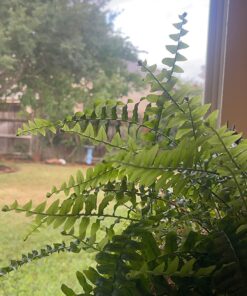 Jobe’s 05101, Fertilizer Spikes, For Fern & Palm, 30 Spikes 28 71lS1OCTQWL