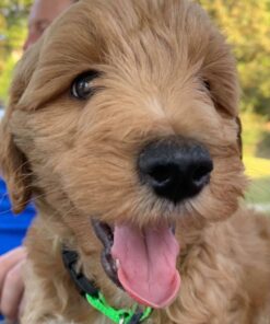 The Pet Portal Self Cleaning Dog Brush for Shedding Slicker Brush Cat Long Haired Pet Brush Grooming Deshedding Supplies - Small Pets Black 32 71lTzusbghL