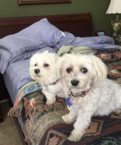 GREENIES Weight Management TEENIE Natural Dog Dental Care Chews Weight Control Dog Treats, 27 oz. Pack (96 Treats) 55 71lWZBMUJfL