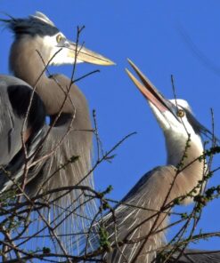 Nikon COOLPIX P900 Digital Camera (Black) 104 71la5eSHSKL