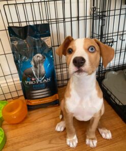 Purina Pro Plan High Protein Dry Puppy Food, Chicken and Rice Formula - 6 lb. Bag Chicken & Rice 30 71laV823kiL