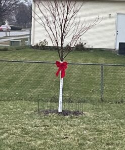 Dewitt 3-Inch by 50-Foot Tree Wrap White TW3W 19 71lax0zOfkL