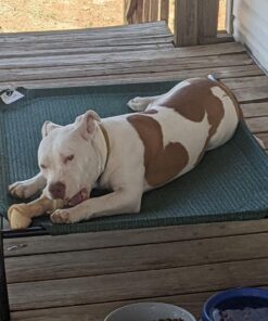 Coolaroo Gale Pacific The Original Cooling Elevated Dog Bed, Indoor and Outdoor, Large, Brunswick Green, 51.00" x 31.50" x 8.00" 51.0"L x 31.5"W x 8.0"Th 49 71le5DdBSzL