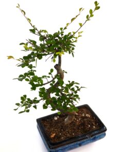 9GreenBox Chinese Elm Bonsai Tree Style 8 40 71leQylWTEL