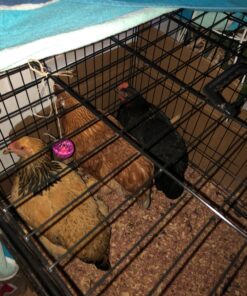 Dog Crates for Extra Large Dogs - XXL Dog Crate 48" Pet Cage Double-Door Best for Big Pets - Wire Metal Kennel Cage & Tray - in-Door Foldable & Portable for Animal Out-Door Travel 48.0"L x 29.0"W x 32.0"H 26 71lfZZdYYL