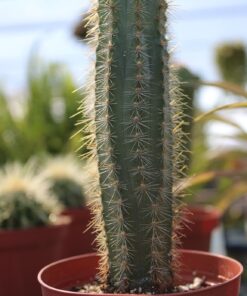 Canon EOS Rebel T7 DSLR Camera with 18-55mm Lens | Built-in Wi-Fi | 24.1 MP CMOS Sensor | DIGIC 4+ Image Processor and Full HD Videos 45 71lfiPOtnxL