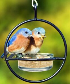 Mosaic Birds Hummble Basic Bird Feeder, M045-200, 3.4 Ounce Capacity, Clear, 1 Piece 26 71lfmPiH OL