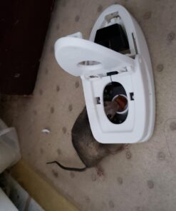 Tomcat Press 'N Set Mouse Trap, Plastic, Spring-Loaded Mouse Killer with Grab-Tab, 2 Traps Mouse Traps (2 Traps) 46 71lgaE5MQL