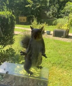 Extra Large Window Bird Feeders for Outside - Clear Bird Feeders for Viewing - Extra Strong Suction Cup Bird Feeder Window - Drainage Holes, Detachable Large Seed Tray, and Rubber Perch for Wild Birds Rectangular 26 71li8OANe L