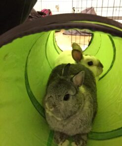 Petmate Jackson Galaxy Cat Crawl Solid Tunnel, Green/Orange 40 71liopBKtiL