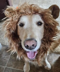Pet Krewe Large Dog Lion Mane Halloween Costume – Fits Neck Size 13”- 32”- Lion Mane for Small Dogs – Ideal for Halloween, Dog Birthday, Dog Cosplay, Dog Outfits, Pet Clothes 28 71lmQXdmHtL
