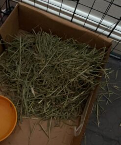 Kaytee Wafer Cut All Natural Timothy Hay for Pet Guinea Pigs, Rabbits & Other Small Animals, 60 Ounce 29 71lnPFPxQtL