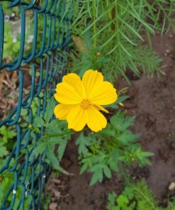 Cosmos Seeds Wildflower Mixture - Bulk 1 Ounce Packet - Over 5,000 Seeds - Pink, Yellow, Orange, Red, Purple and White Mixed Species! 1 Ounce Pouch 45 71lo AZ8fCL