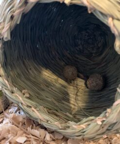 Oxbow Animal Health Timothy Hay Bungalow - Large Large (Pack of 1) 30 71lpzLf8sPL