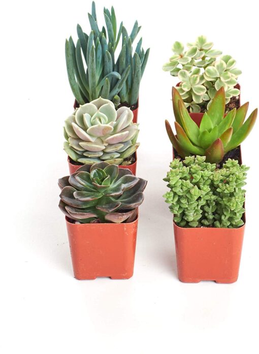 Shop Succulents | Can't Touch This Collection | Assortment of Hand Selected, Fully Rooted Live Indoor Succulent and Cacti Plants, 6-Pack, Mix Succulent/Cactus Mix