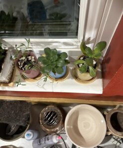 FATPLANTS 10 Living Succulent Cuttings 45 71lstgMjnbL