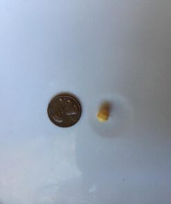 Hyperbiotics Pro Kids Probiotics | Vegan Daily Digestive Probiotic for Kids | Tiny Pearl Tablets | Easy to Swallow for Children | Gluten, Dairy & Sugar Free | Ages 3 & Up | Orange Flavor | 60 Count 47 71lsuUGRsEL