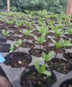 French Marigold Sparky Mix Seeds, Over 5,000 Seeds by Seeds2Go 25 71lwbjwsOEL