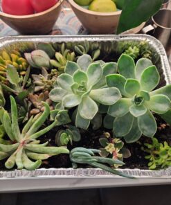 FATPLANTS 10 Living Succulent Cuttings 74 71lxV9EztmL