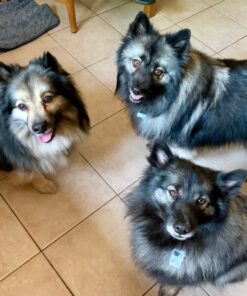 Evercare All Purpose Stick Pet Hair Lint Roller, 100 Sheets, Green 1-Pack Lint Roller (100 Sheets) 19 71m0EsWGvL