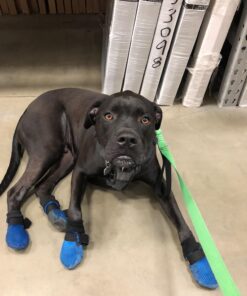 Hipaw Summer Breathable Dog Boots Nonslip Sole Paw Protector for Hardwood Floor Small ( Insole: 2.15"W ) Black 23 71m0sVPnemL