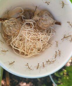 Praying Mantis (5) Egg Cases with Habitat Cup- 5 Egg Cases & 1,500 Live Ladybugs 51 71m11flShjL 1