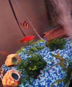 Bolbitis Difformis Baby Leaf Fern Potted Live Aquarium Plants for Freshwater Fish Tank by Greenpro 49 71m2Dc3ZjfL