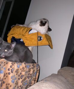 FELIWAY MultiCat Calming Pheromone, 30 Day Refill - 1 Pack 27 71m2KCQ54L