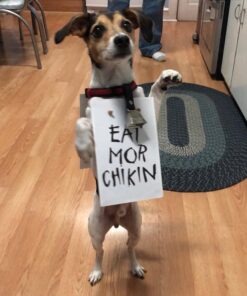 Rickard's DD683 Dog Bell, Nickel Plated 10 71m3CRZ1q7L