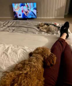 King Koil Luxury Air Mattress Queen with Built-in Pump for Home, 20” Queen Size Inflatable Airbed Luxury Double High Adjustable Blow Up Mattress, Durable - Portable and Waterproof, Black 20 Inch 44 71m8UYZ2PoL