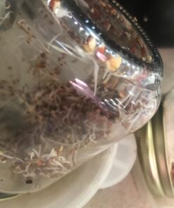 Todd's Seeds® Broccoli and Friends Sprouting Seed Mix, One Pound 30 71mErbPnVRL