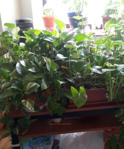 Espoma Organic Potting Soil Mix - All Natural Potting Mix For All Indoor & Outdoor Containers Including Herbs & Vegetables. For Organic Gardening, 8qt. bag. Pack of 1 46 71mGz0VYXTL