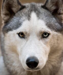 Nikon AF-S NIKKOR 70-200mm f/2.8E FL ED VR Lens Lens only 40 71mHQYvX9pL