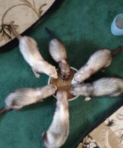 Marshall Pet Products Natural Complete Nutrition Premium Ferret Diet Food with Real Chicken Protein, Highly Digestible, 4 lbs 4 Pound (Pack of 1) 13 71mIvWDXrIL