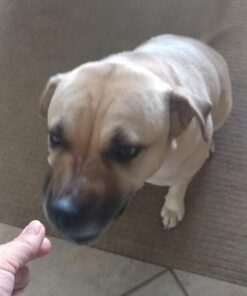 Pet Honesty Dog Allergy Relief Immunity - Dog Allergy Chews, Probiotics for Dogs, Seasonal Allergies, Skin and Coat Supplement, Allergy Itch Relief for Dogs (Salmon) Salmon Single 42 71mLU7HDCTL