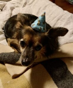 Beba Bean Pee-Pee Teepee Cellophane Bag - Weiner Dog 17 71mLyqH1wgL