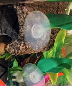 Ocean Nutrition Betta Pellets 2.65-Ounces (75 Grams) Jar 2.64 Ounce (Pack of 1) 27 71mMyERPgWL